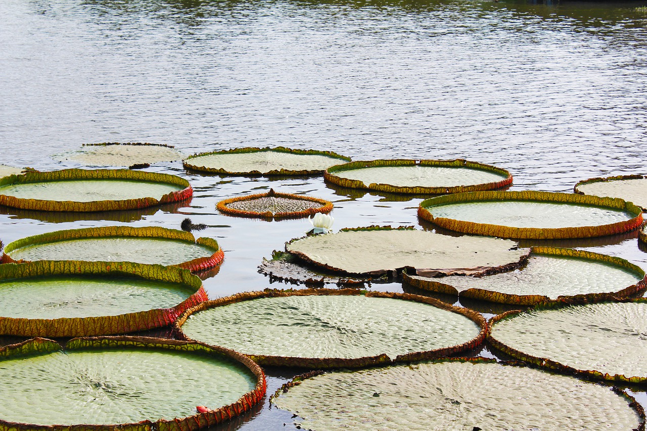 nature, river, lotus